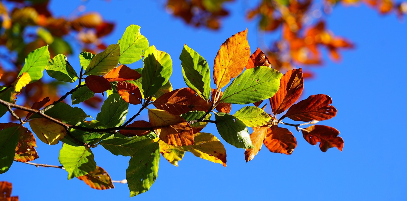 fall-foliage-2822593_1920.jpg